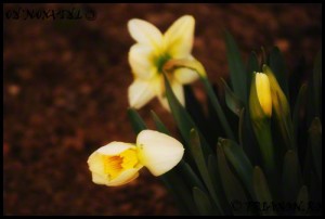 Narcise - Daffodils