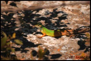 Take a warming break - Lizard in the sun