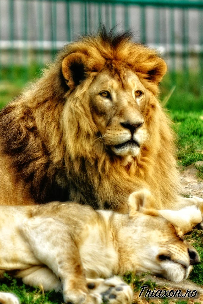 Lions family in Sibiu, Romania Zoo