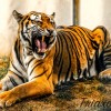 Live as a Tiger